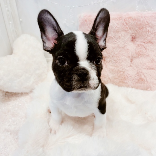 福井県のフレンチブルドッグ (犬の家＆猫の里福井店/2025年10月25日生まれ/女の子/パイド)の子犬の4枚目の画像