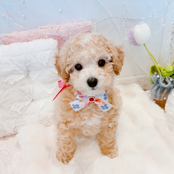 福井県のビションプー(ビションフリーゼ×プードル) (犬の家＆猫の里福井店/2025年11月10日生まれ/女の子/クリームホワイト)の子犬の4枚目の画像