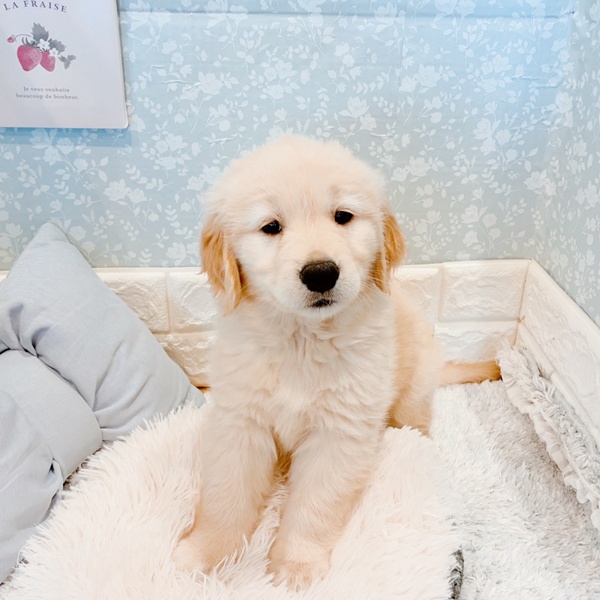 福井県のゴールデンレトリバー (犬の家＆猫の里福井店/2025年11月16日生まれ/女の子/ゴールデン)の子犬の4枚目の画像