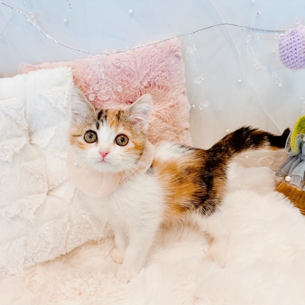 福井県のマンチカン (犬の家＆猫の里福井店/2025年11月14日生まれ/女の子/ブラウンパッチドタビーホワイト)の子猫の4枚目の画像