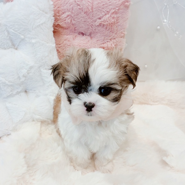 福井県のマルズー/マルシーズ(マルチーズ×シーズー) (犬の家＆猫の里福井店/2025年11月18日生まれ/女の子/ホワイトゴールド)の子犬の4枚目の画像