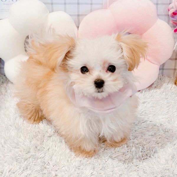 福井県のマルプー(マルチーズ×プードル) (犬の家＆猫の里福井店/2025年12月12日生まれ/女の子/アプリコット)の子犬の4枚目の画像