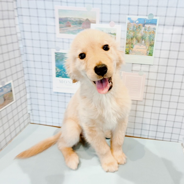 福井県のゴールデンレトリバー (犬の家＆猫の里福井店/2025年12月16日生まれ/女の子/ゴールデン)の子犬の4枚目の画像