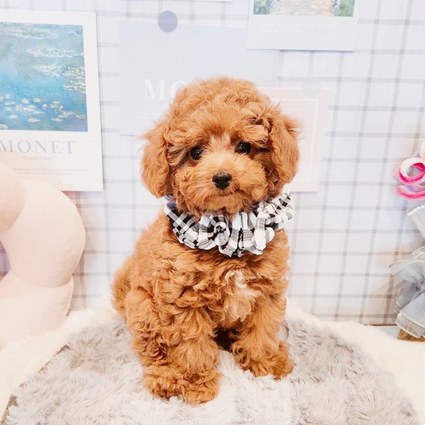 福井県のトイプードル(トイ) (犬の家＆猫の里福井店/2025年12月18日生まれ/男の子/レッドフォーン)の子犬の4枚目の画像