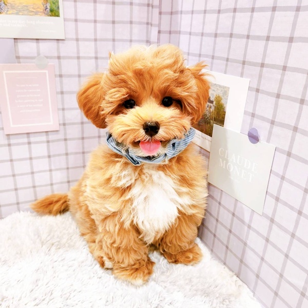 福井県のマルプー(マルチーズ×プードル) (犬の家＆猫の里福井店/2025年12月24日生まれ/男の子/アプリコットホワイト)の子犬の4枚目の画像