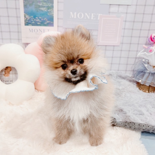 福井県のポメラニアン (犬の家＆猫の里福井店/2025年12月30日生まれ/男の子/オレンジセーブル)の子犬の4枚目の画像