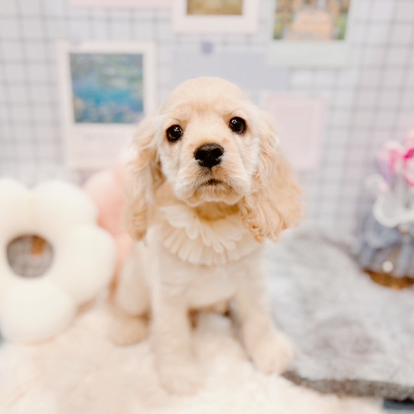 福井県のアメリカンコッカースパニエル (犬の家＆猫の里福井店/2025年12月21日生まれ/男の子/バフ)の子犬の4枚目の画像