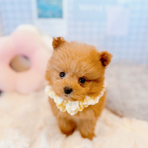 福井県のポメプー(ポメラニアン×プードル) (犬の家＆猫の里福井店/2026年1月7日生まれ/女の子/レッド)の子犬の4枚目の画像