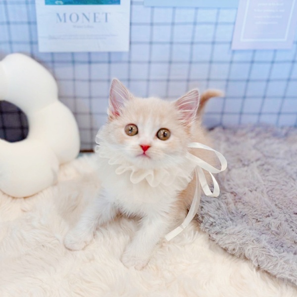 福井県のスコティッシュフォールド (犬の家＆猫の里福井店/2026年1月8日生まれ/女の子/クリームタビーホワイト)の子猫の4枚目の画像