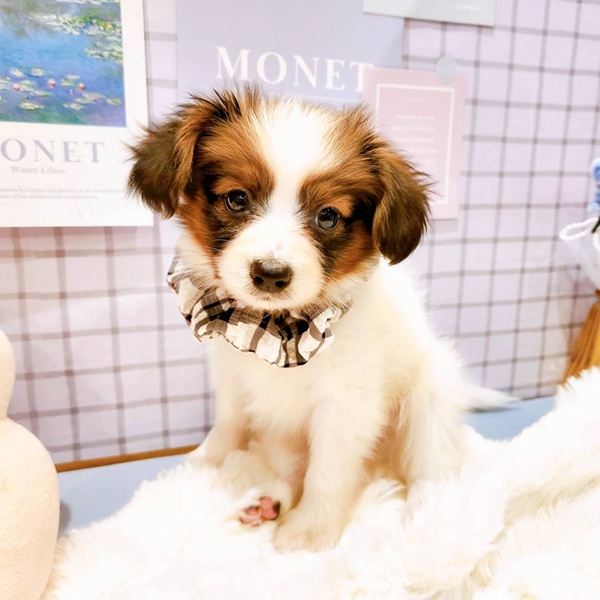 福井県のパピヨン (犬の家＆猫の里福井店/2026年1月8日生まれ/男の子/ホワイトブラウン)の子犬の4枚目の画像