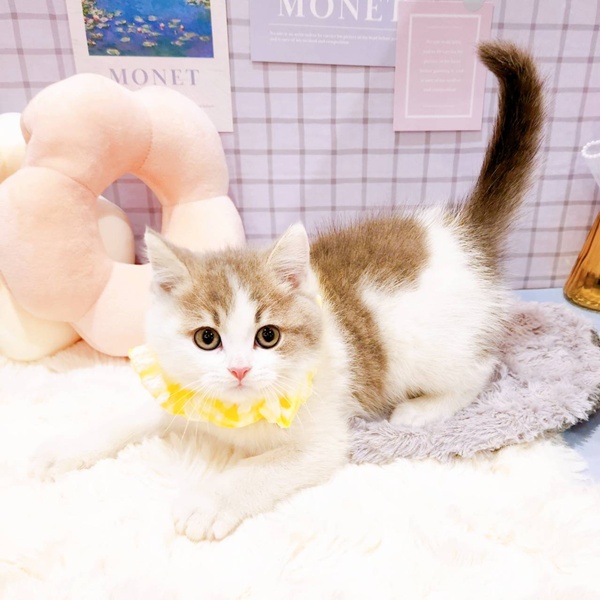 福井県のスコティッシュフォールド (犬の家＆猫の里福井店/2026年1月6日生まれ/男の子/ブルータビーホワイト)の子猫の4枚目の画像