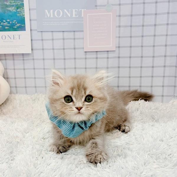 福井県のスコティッシュストレート (犬の家＆猫の里福井店/2026年1月3日生まれ/男の子/ブルータビー)の子猫の4枚目の画像