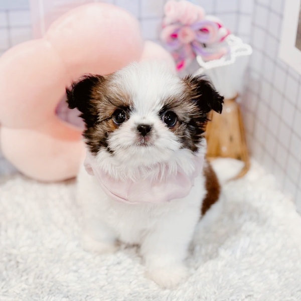 ハーフ犬女の子の写真