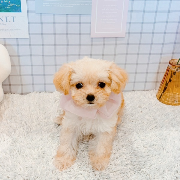 福井県のチワプー/プーチー(チワワ×プードル) (犬の家＆猫の里福井店/2026年1月14日生まれ/女の子/クリームホワイト)の子犬の4枚目の画像