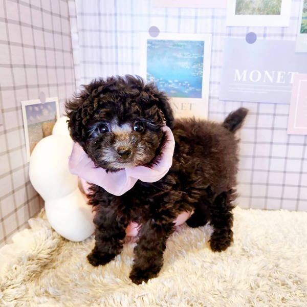 福井県のトイプードル(トイ) (犬の家＆猫の里福井店/2026年1月13日生まれ/女の子/グレー)の子犬の4枚目の画像