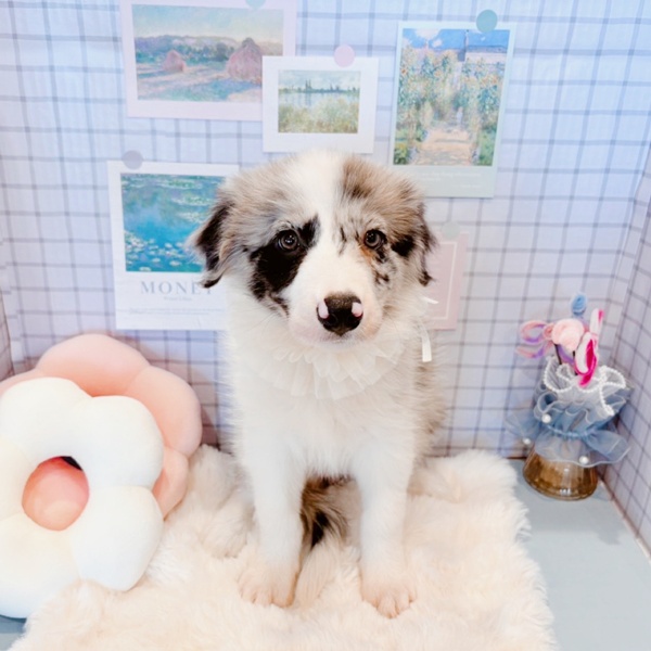 福井県のボーダーコリー (犬の家＆猫の里福井店/2026年1月16日生まれ/女の子/ブルーマール)の子犬の4枚目の画像