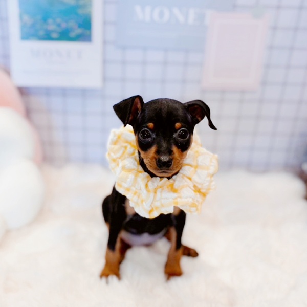 福井県のミニチュアピンシャー (犬の家＆猫の里福井店/2026年1月20日生まれ/女の子/ブラックタン)の子犬の4枚目の画像