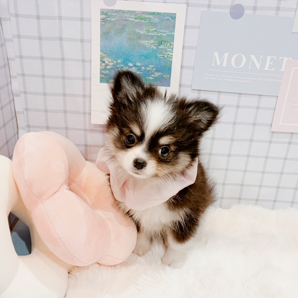 福井県のポメチワ/チワポメ/ポメチー(ポメラニアン×チワワ) (犬の家＆猫の里福井店/2026年1月19日生まれ/女の子/ブラックホワイトクリーム)の子犬の4枚目の画像