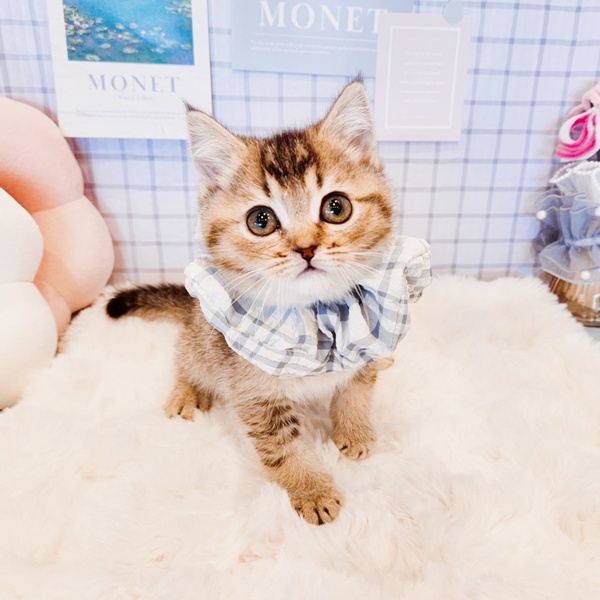 福井県のブリティッシュショートヘアー (犬の家＆猫の里福井店/2026年1月21日生まれ/男の子/ブラウンティックドタビー)の子猫の4枚目の画像