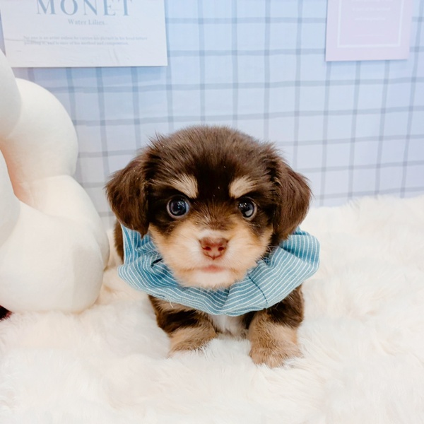 福井県のチワックス(チワワ×ダックス) (犬の家＆猫の里福井店/2026年1月20日生まれ/男の子/チョコレートタン)の子犬の4枚目の画像