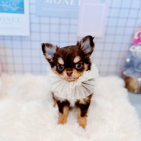 福井県のチワワ(ロング) (犬の家＆猫の里福井店/2026年1月21日生まれ/女の子/チョコレートタン)の子犬の4枚目の画像