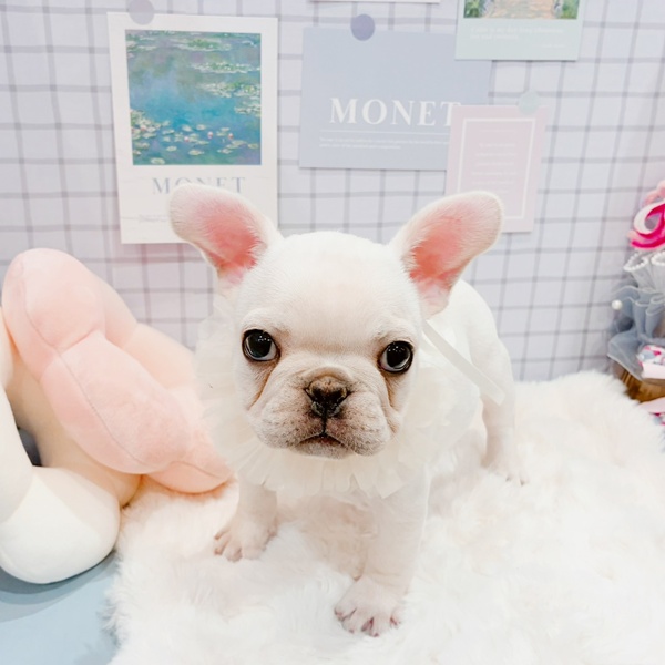 福井県のフレンチブルドッグ (犬の家＆猫の里福井店/2026年1月21日生まれ/女の子/クリーム)の子犬の4枚目の画像