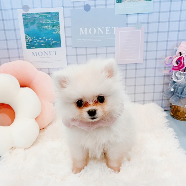 福井県のポメラニアン (犬の家＆猫の里福井店/2026年1月22日生まれ/女の子/クリーム)の子犬の4枚目の画像