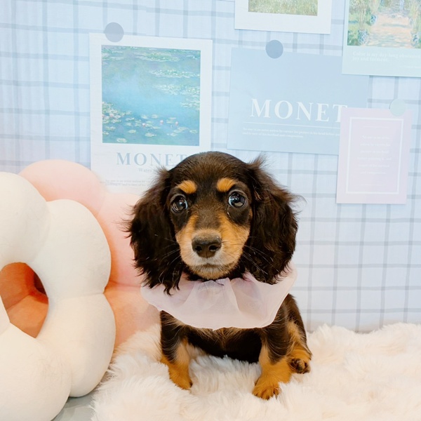 福井県のミニチュアダックスフンド(ロング) (犬の家＆猫の里福井店/2026年1月25日生まれ/女の子/ブラックタン)の子犬の4枚目の画像