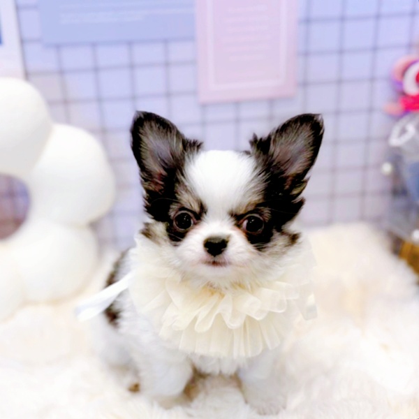 福井県のチワワ(ロング) (犬の家＆猫の里福井店/2026年1月26日生まれ/男の子/パーティーカラー)の子犬の4枚目の画像
