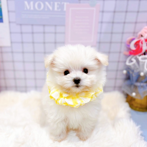 福井県のポメマル/マルポメ(ポメラニアン×マルチーズ) (犬の家＆猫の里福井店/2026年1月25日生まれ/女の子/クリーム)の子犬の4枚目の画像