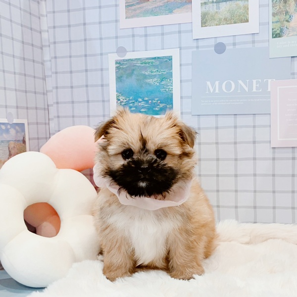 福井県のポメズー/ポメシーズ(ポメラニアン×シーズー) (犬の家＆猫の里福井店/2026年1月27日生まれ/女の子/オレンジ)の子犬の1枚目の画像