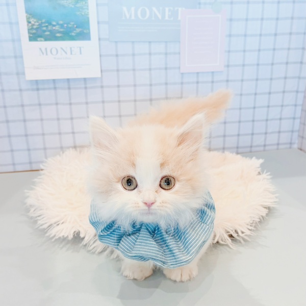 福井県のマンチカン (犬の家＆猫の里福井店/2026年1月28日生まれ/男の子/クリームタビーホワイト)の子猫の4枚目の画像