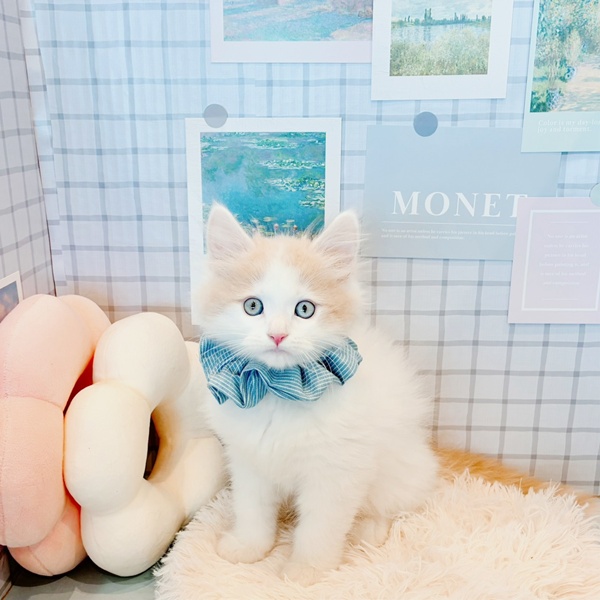 福井県のラガマフィン (犬の家＆猫の里福井店/2026年1月29日生まれ/男の子/クリームタビーホワイト)の子猫の4枚目の画像