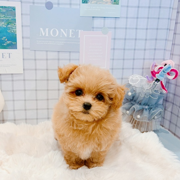 福井県のマルプー(マルチーズ×プードル) (犬の家＆猫の里福井店/2026年2月8日生まれ/女の子/アプリコット)の子犬の4枚目の画像