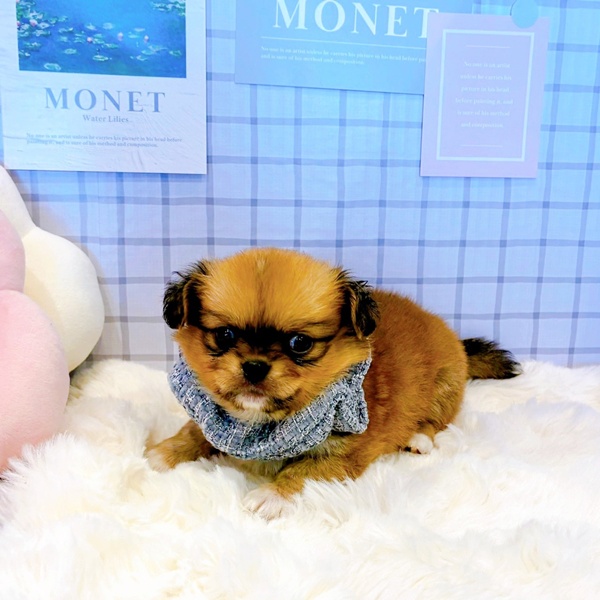 福井県のチワペキ/ペキチー/ペキチワ(チワワ×ペキニーズ) (犬の家＆猫の里福井店/2026年2月10日生まれ/男の子/レッドホワイト)の子犬の4枚目の画像