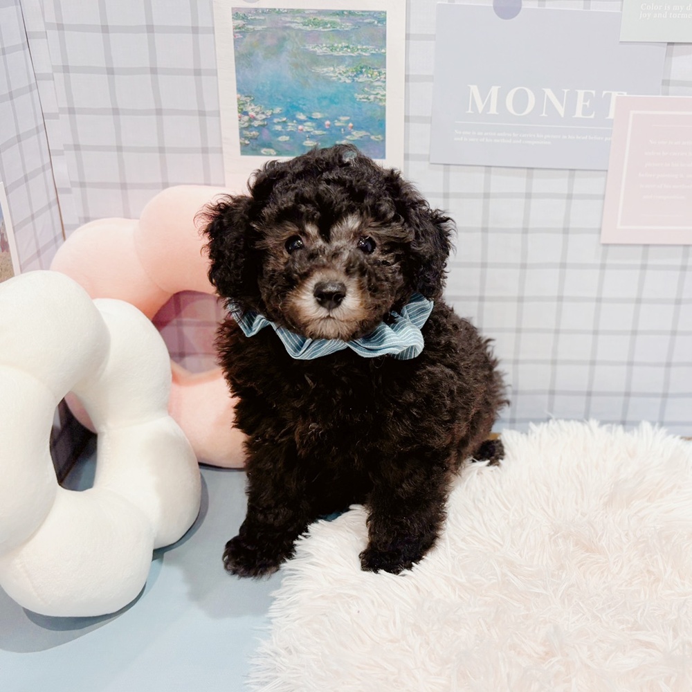 福井県のトイプードル(トイ) (犬の家＆猫の里福井店/2026年2月13日生まれ/男の子/グレー)の子犬の4枚目の画像