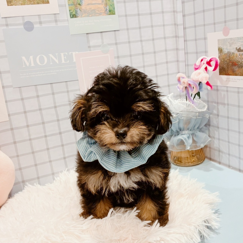 福井県のチワプー/プーチー(チワワ×プードル) (犬の家＆猫の里福井店/2026年2月12日生まれ/男の子/ブラックタン)の子犬の4枚目の画像