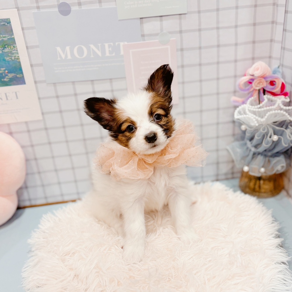 福井県のパピヨン (犬の家＆猫の里福井店/2026年2月14日生まれ/女の子/ホワイトブラウン)の子犬の4枚目の画像