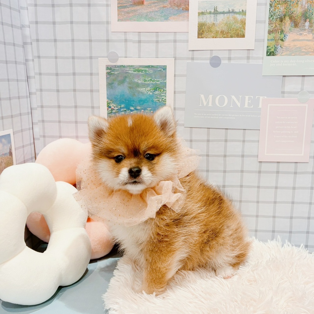 福井県のポメ柴/豆ポメ/ポメ豆柴(ポメラニアン×柴犬) (犬の家＆猫の里福井店/2026年2月16日生まれ/女の子/赤)の子犬の4枚目の画像