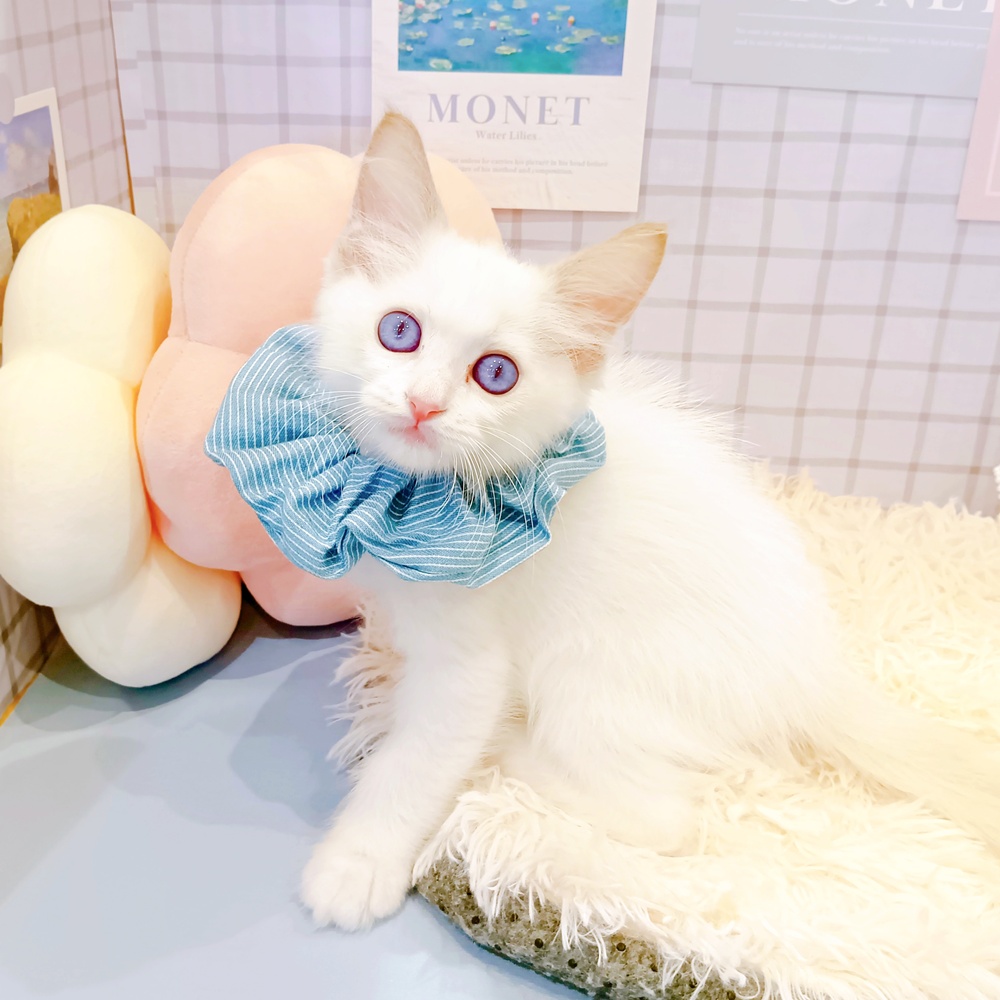 福井県のラグドール (犬の家＆猫の里福井店/2026年2月28日生まれ/男の子/ブルーポイントバイカラー)の子猫の4枚目の画像