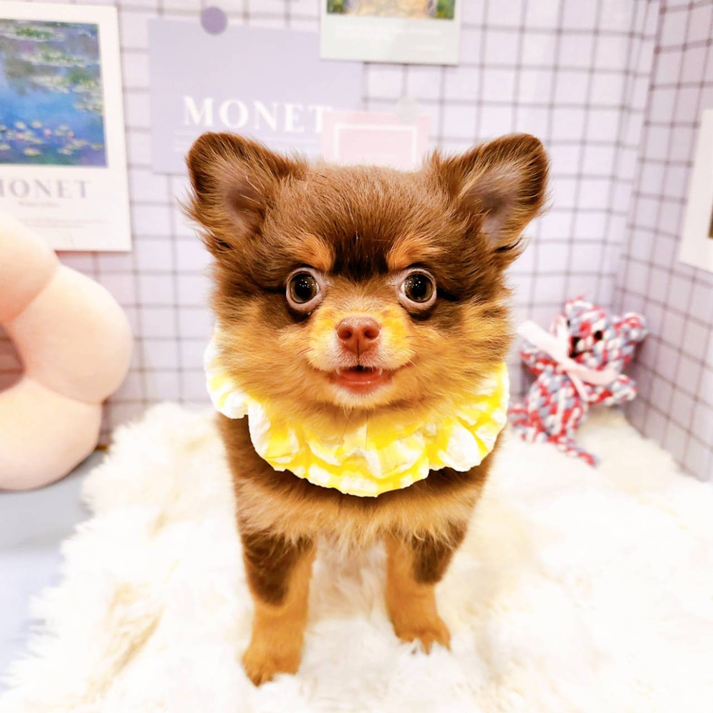 福井県のポメチワ/チワポメ/ポメチー(ポメラニアン×チワワ) (犬の家＆猫の里福井店/2026年2月26日生まれ/女の子/チョコレートタン)の子犬の4枚目の画像