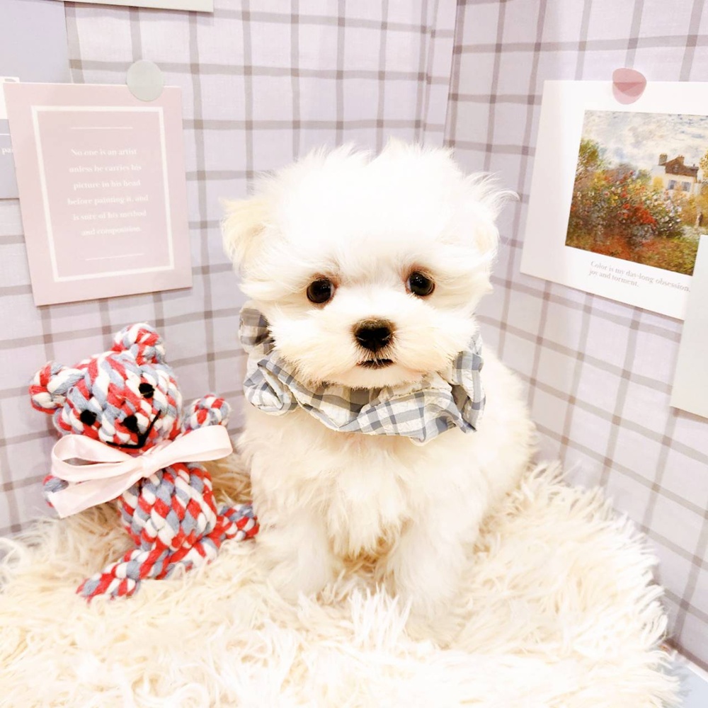 福井県のマルチーズ (犬の家＆猫の里福井店/2026年3月1日生まれ/男の子/ホワイト)の子犬の4枚目の画像