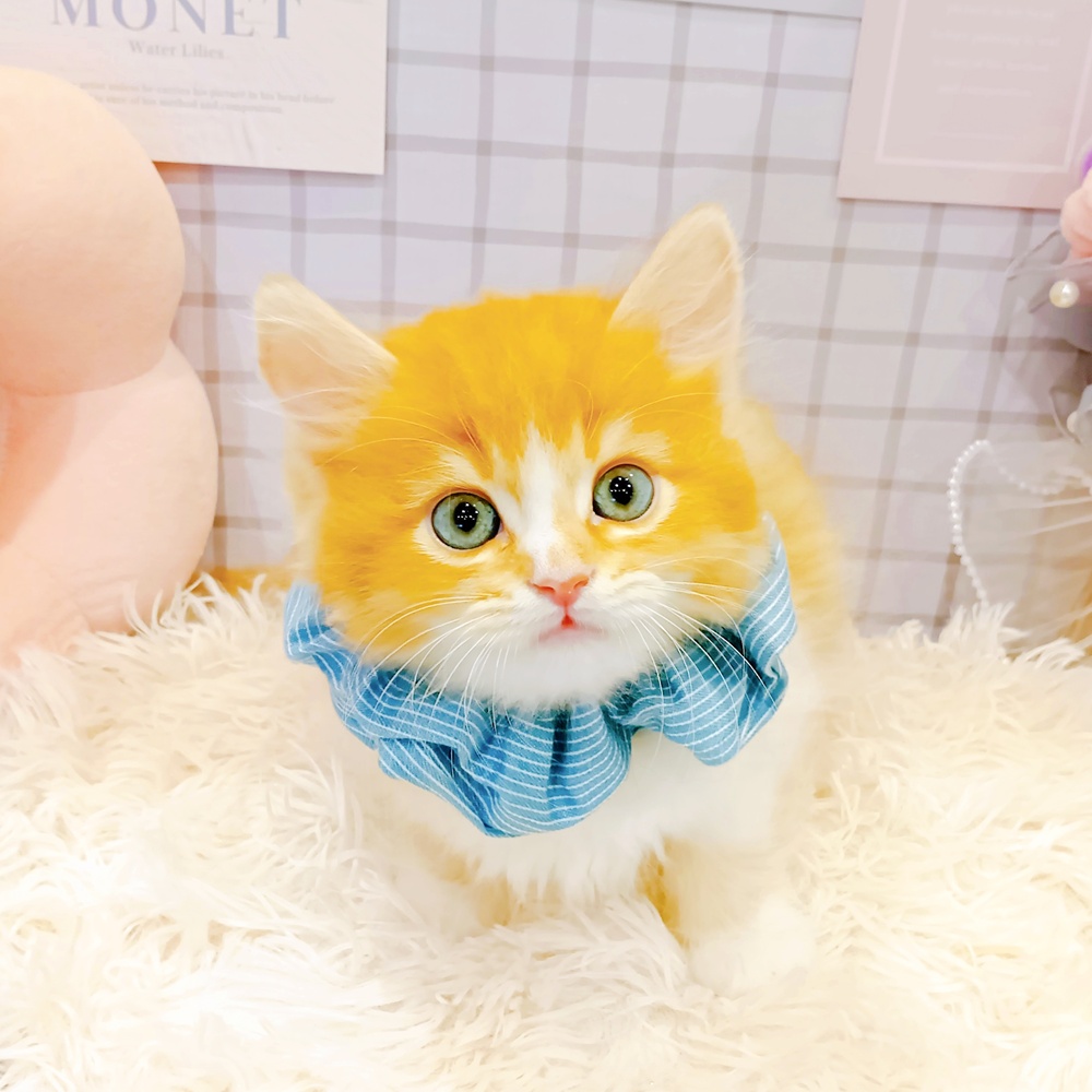 福井県のスコティッシュフォールド (犬の家＆猫の里福井店/2026年3月4日生まれ/男の子/レッドタビーホワイト)の子猫の4枚目の画像