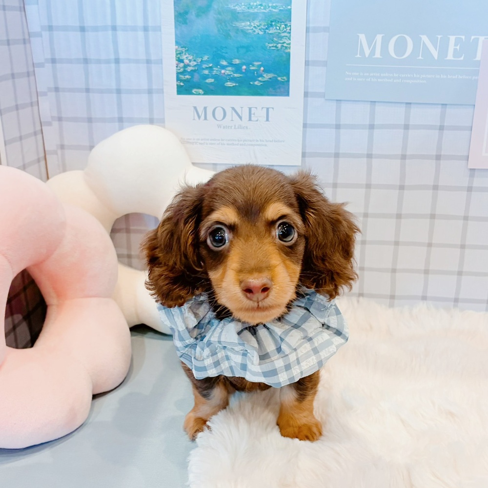福井県のカニンヘンダックスフンド(ロング) (犬の家＆猫の里福井店/2026年3月8日生まれ/男の子/チョコレートタン)の子犬の4枚目の画像