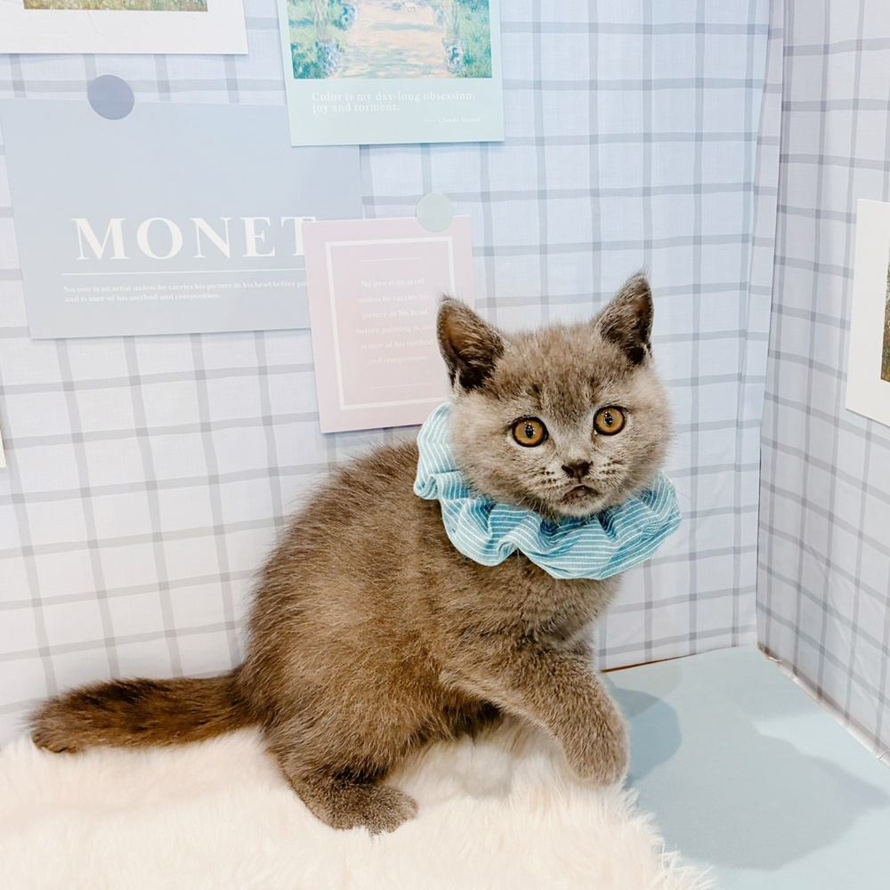 福井県のブリティッシュショートヘアー (犬の家＆猫の里福井店/2026年3月11日生まれ/男の子/ブルー)の子猫の4枚目の画像