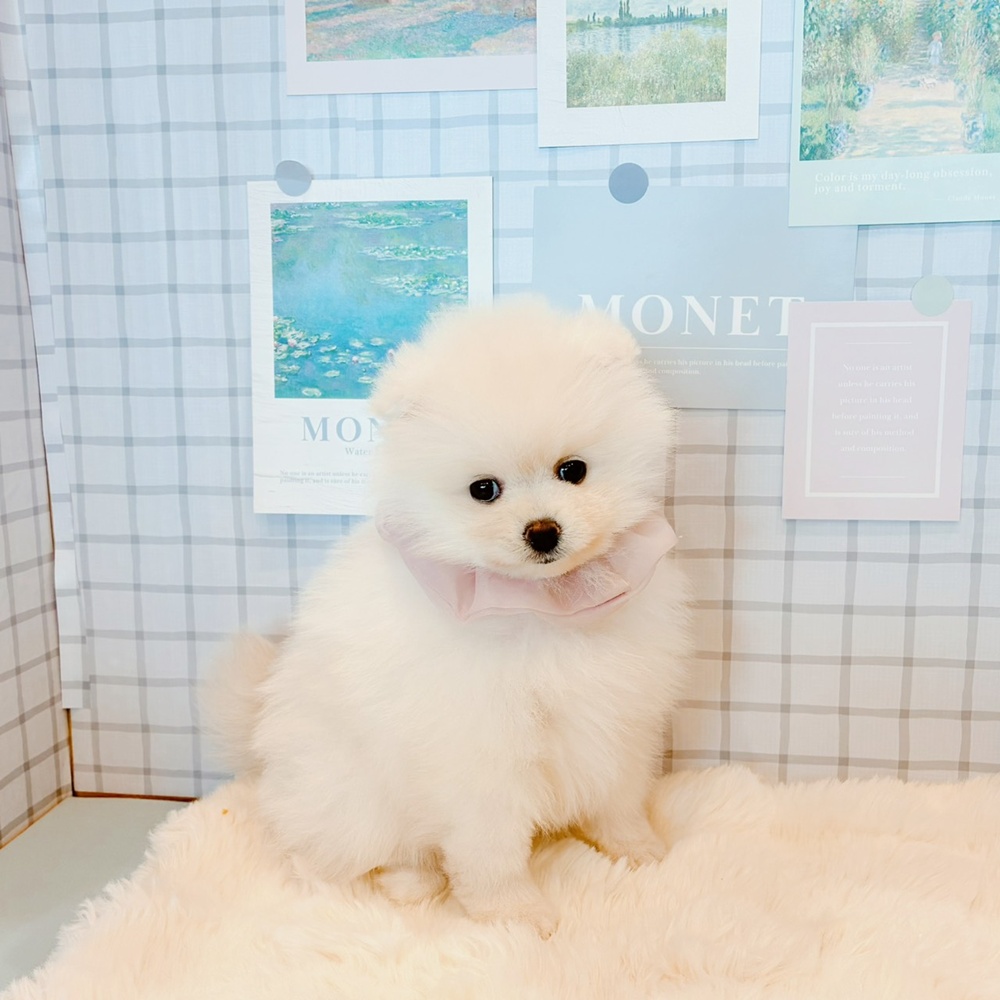 福井県のポメラニアン (犬の家＆猫の里福井店/2026年3月11日生まれ/女の子/クリーム)の子犬の4枚目の画像