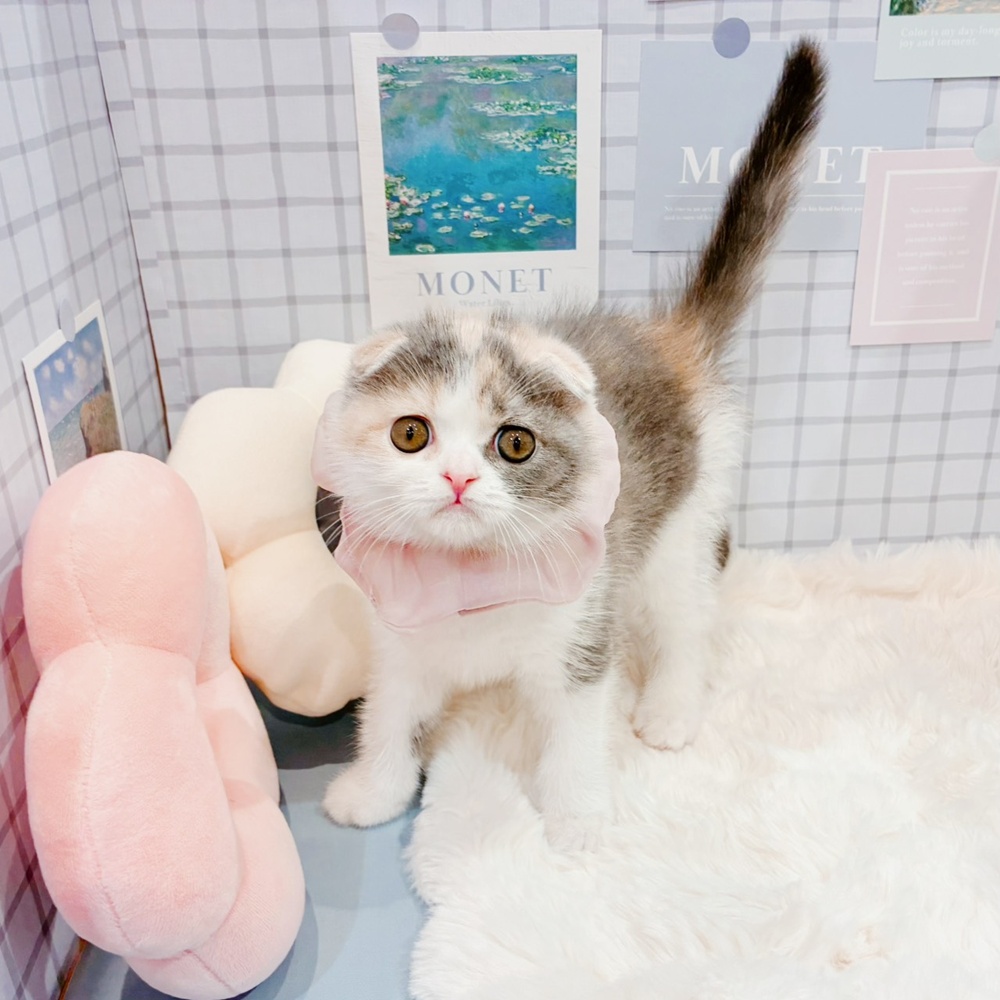 福井県のスコティッシュフォールド (犬の家＆猫の里福井店/2026年3月15日生まれ/女の子/ブルーパッチドタビーホワイト)の子猫の4枚目の画像
