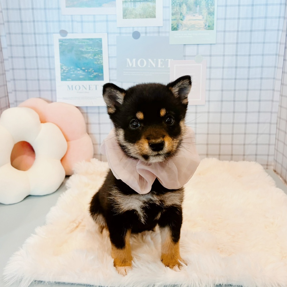 福井県の豆柴 (犬の家＆猫の里福井店/2026年3月4日生まれ/女の子/黒)の子犬の4枚目の画像