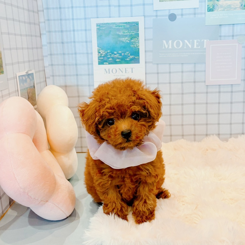 福井県のトイプードル(ティーカップ) (犬の家＆猫の里福井店/2026年3月25日生まれ/女の子/レッドフォーン)の子犬の4枚目の画像