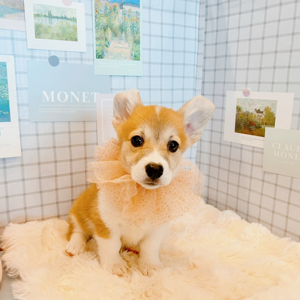 福井県のウェルシュコーギーペンブローク (犬の家＆猫の里福井店/2026年3月30日生まれ/女の子/レッドホワイト)の子犬の4枚目の画像